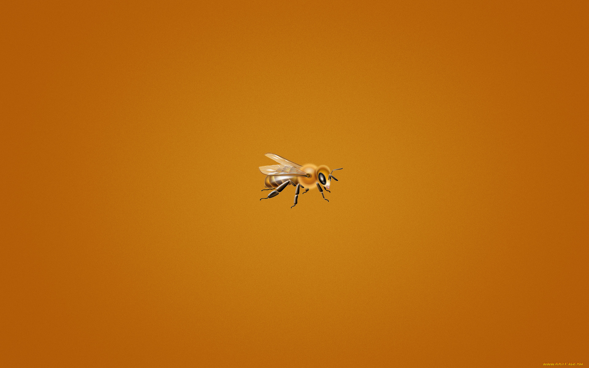 , , bee, , , , 